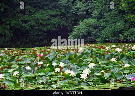 Les jardins japonais traditionnels dans les parcs publics à Tokyo, Japon. Vues de lanternes en pierre, lacs, étangs, bonsai et la faune autour de l'Asie des chemins de marche Banque D'Images