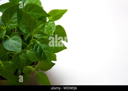 Choux de piment vert sur fond blanc close up avec un copy space Banque D'Images