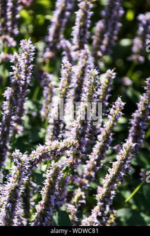 Agastache 'Blue Fortune' (l'hysope géante) à la Tower Hill Botanic Garden, Worcester, Massachusetts Banque D'Images