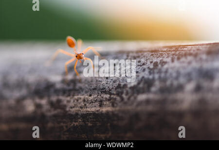 Comité permanent d'action Ant sur branche d'arbre avec la lumière du soleil du matin / Close up fourmi de feu à pied dans la nature de l'insecte macro shot red ant est très petit focus sélectif Banque D'Images