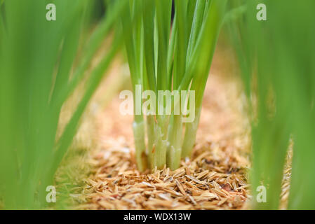 De plus en plus d'échalotes du sol / petite plante verte germes d'oignon dans l'agriculture semis potager scallion Banque D'Images