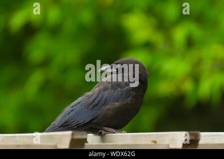 Un véritable nouveau corneille d'Amérique, Corvus brachyrhynchos, avec plumes duveteuses, montrant toujours perché sur une structure de jardin dans le centre de l'Alberta, Canada Banque D'Images