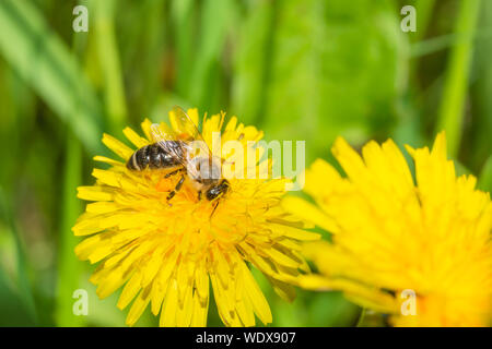 Une abeille, Apis mellifera, avec le pollen laden, corbicula sur une fleur de pissenlit la collecte de pollen et nector, dans le centre de l'Alberta, Canada Banque D'Images