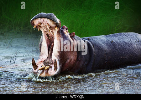 Hippopotame en colère voir de domination dans l'eau avec une bouche grande ouverte aux projections d'eau. Hippopotamus amphibius Banque D'Images