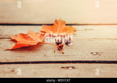 Gros plan naturel magnifique arrière-plan avec l'automne tombent les feuilles d'érable rouge et de glands sur des planches. Vue du haut au-dessus avec copyspace. Carte de saison Banque D'Images