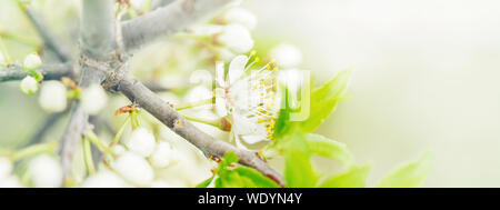 Belle macro de petites fleurs blanc pomme sauvage sur les branches d'arbres avec des feuilles vertes. Printemps nature étonnante. Floral background naturelles. Bannière Web hea Banque D'Images