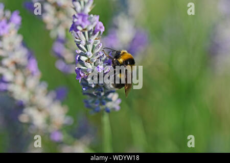 Le cerf de bourdon bourdon Bombus lucorum ou Latin similaire à Bombus terrestris famille apidae se nourrissant d'un buisson de lavande en été en Italie Banque D'Images