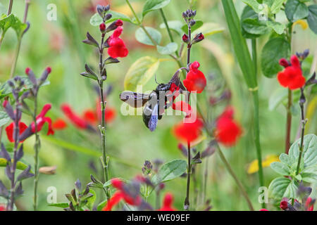 Abeille charpentière xylocopa violacea nom Latin se nourrissant de fleurs écarlates royal sage salvia x jamensis bumble ou close up qui fleurit en Italie en springtim Banque D'Images