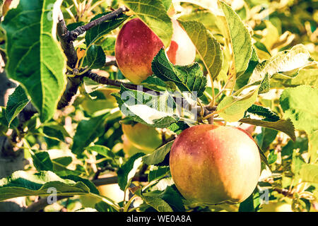 Verger Biologique, avant la récolte des pommes mûres sur une branche d'arbre Banque D'Images