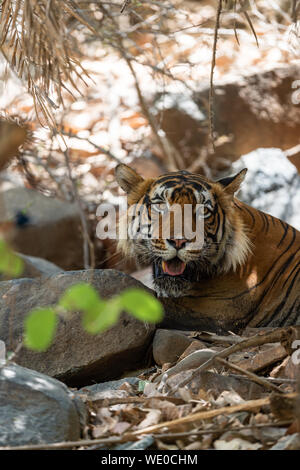 Tiger mâle énorme à l'ombre de l'arbre durant la journée complète de safari à l'été, le parc national de Ranthambore Sawai Madhopur, Rajasthan, Inde Banque D'Images