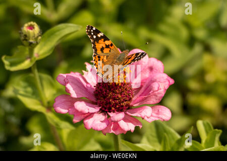 "Papillon" istelfalter est de recueillir le nectar des fleurs Banque D'Images