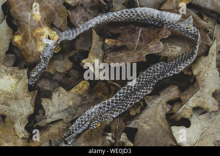 Partie du vieux abandonné grass snake (lot. Natrix natrix, annelés serpent ou serpent d'eau) skins sur fond de feuilles de chêne sec brun Banque D'Images