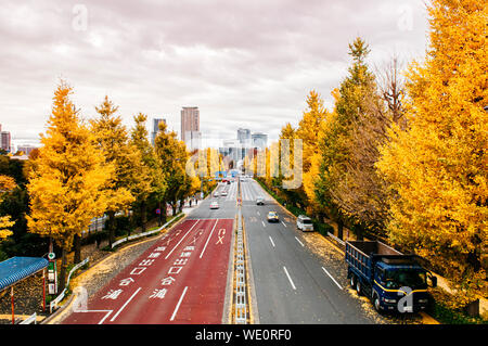 DEC 5, 2018 Tokyo, Japon - Tokyo jaune riche arbre ginkgo le long des deux côtés de Gaien Higashi Dori en automne avec des voitures et bâtiments en arrière-plan. Banque D'Images