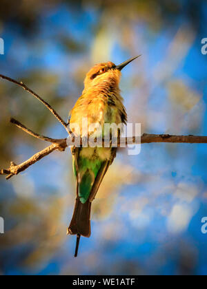 Rainbow Bee Eater assis sur une branche au soleil avec fond de ciel bleu Banque D'Images