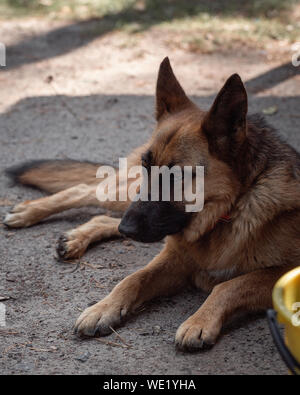 Jeune chiot Berger Allemand allongé sur le soleil Banque D'Images