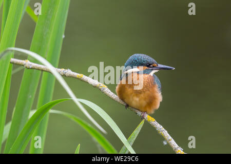 Les jeunes (naturelles Alcedo atthis) sur une branche à reed Banque D'Images