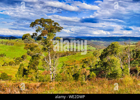 Pastsures pâturage cultivé verdoyant sur les bovins de plus en plus propriétés de montagnes bleues d'Australie lors d'une journée ensoleillée. Banque D'Images