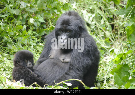 Une femme et bébé gorille s'asseoir ensemble dans Virugna National Park Banque D'Images