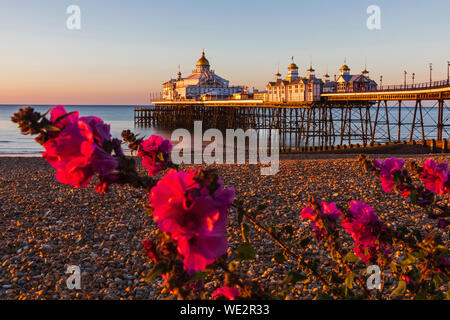 L'Angleterre, l'East Sussex, Eastbourne, Début de la lumière du matin sur la jetée d'Eastbourne et Eastbourne Beach avec des fleurs en premier plan Banque D'Images