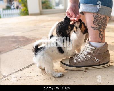 Sweet tricolor Jack Russell Terrier Chiots jouant avec son propriétaire. 7,5 semaines jeunes toutous Banque D'Images