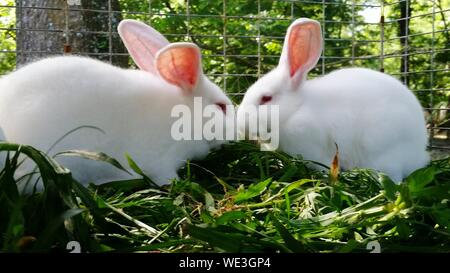 Close-up of White Rabbits
