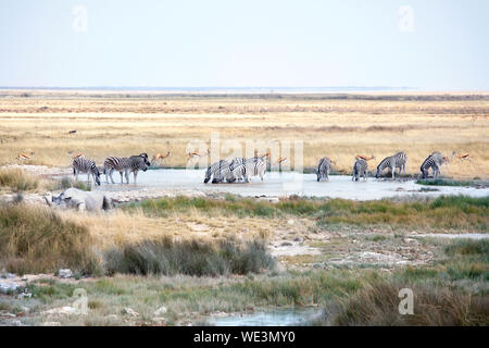 Troupeau de mammifères sauvages animaux аntelopes, zèbres, rhinocéros l'eau potable à la lake sur safari dans Etosha National Park, Namibie, Afrique du Sud Banque D'Images