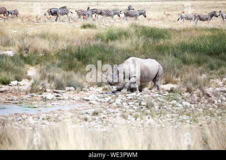 Avec deux défenses de rhinocéros dans le parc national d'Etosha, Namibie va boire de l'eau sur Troupeau de zèbres et antilopes impala background close up, l'Afrique Banque D'Images