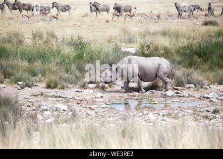 Avec deux défenses de rhinocéros dans le parc national d'Etosha, Namibie va boire de l'eau sur Troupeau de zèbres et antilopes impala background close up, l'Afrique Banque D'Images