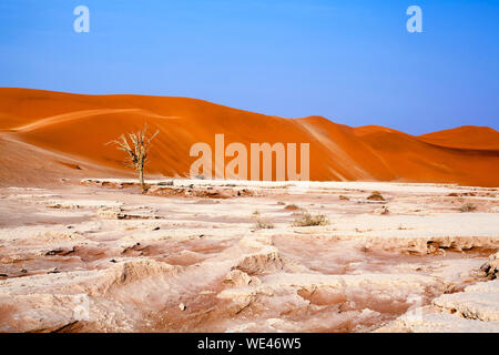 Paysage désertique avec dunes orange et un mort arbre sec sur la terre, l'argile séchée blanc fond de ciel bleu, Naukluft National Park Le désert de Namib, Namibie Banque D'Images