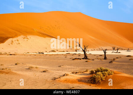 Paysage désertique avec dunes de sable orange et arbres morts sur fond de ciel bleu vif, Naukluft National Park Le désert de Namib en Namibie, Afrique du Sud Banque D'Images