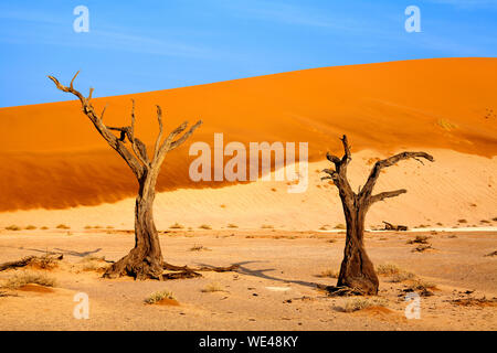 Deux arbres morts sur les dunes de sable orange et fond de ciel bleu vif, Naukluft National Park Le désert de Namib, Namibie, Afrique du Sud Banque D'Images