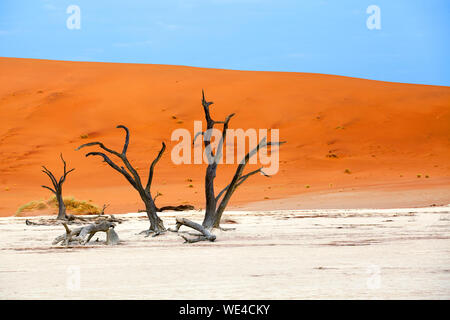 Trois arbres morts sur les dunes de sable orange et ciel bleu paysage en arrière-plan, Naukluft National Park Le désert de Namib, Namibie Banque D'Images