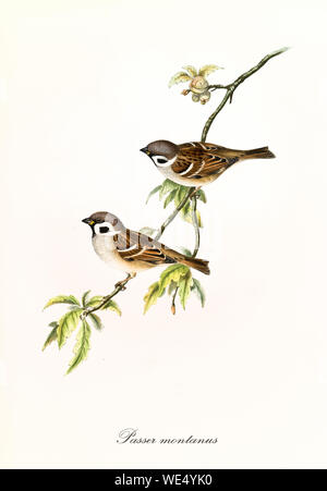 Deux petits oiseaux isolés sur une seule branche isolée mince couverte de quelques feuilles. Ancienne illustration colorée à la main détaillée du Bruant eurasien (Passer montanus). Par John Gould, Londres 1862 - 1873 Banque D'Images