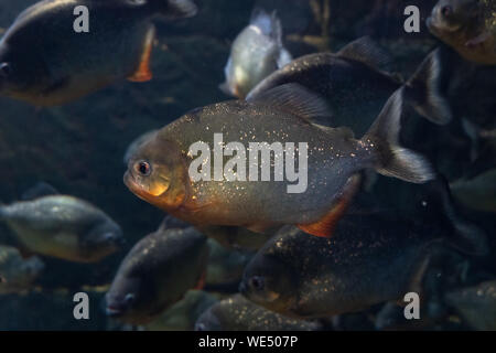 Natterer piranhas. Serrasalmus natterer. Fond marin. Les poissons de près. Banque D'Images