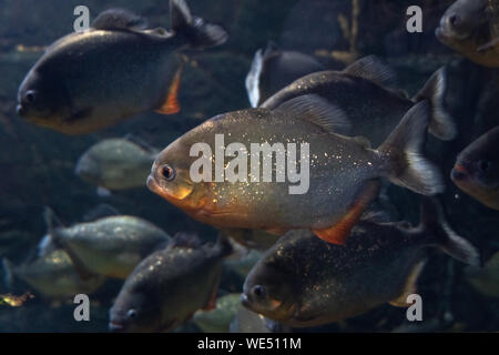 Natterer piranhas. Serrasalmus natterer. Fond marin. Les poissons de près. Banque D'Images
