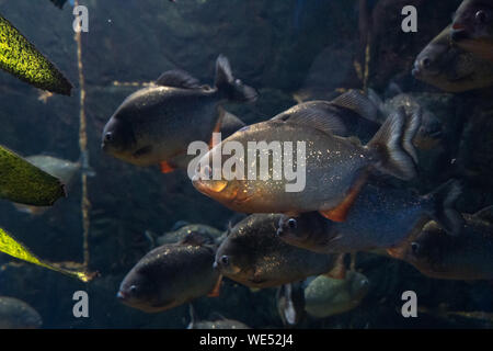 Natterer piranhas. Serrasalmus natterer. Fond marin. Les poissons de près. Banque D'Images