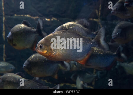 Natterer piranhas. Serrasalmus natterer. Fond marin. Les poissons de près. Banque D'Images