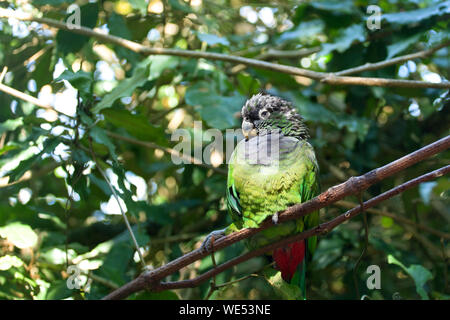 Green cheeked parakeet conure molinae Pyrrhura, près de l'arbre en vert amrican pie avec les feux arrière sur les oiseaux de la direction générale de l'eden park volière Afrique du Sud Banque D'Images