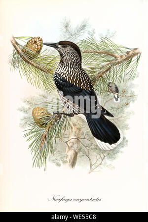 Oiseau à pois blanc noir et brun sur une branche de pin à la recherche de nourriture dans un cône de pin. Ancienne illustration du casse-tête à pois (Nucifraga caryocatactes). Par John Gould Publ. À Londres 1862 - 1873 Banque D'Images