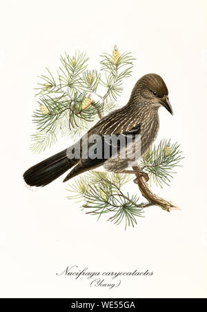 Oiseau brun avec une back tassé sur une seule branche de pin. Ancienne illustration détaillée de Nucifraga caryocatactes (Nucifraga caryocatactes) juvénile. Par John Gould Publ. À Londres 1862 - 1873 Banque D'Images