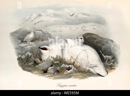 Illustration de style vintage à la main de Rock Ptarmigan (Lalopus muta) ciré près d'une roche dans un paysage de montagne. Par John Gould Publ. À Londres 1862 - 1873 Banque D'Images