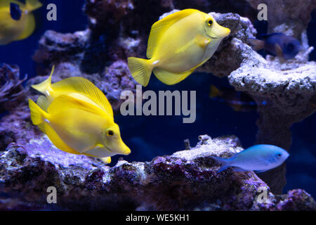 Beau jaune poisson dans l'aquarium. Beau fonds marins. Banque D'Images