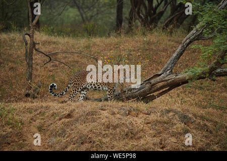 L'intérieur du sanctuaire, Jhalana Leopard, située à l'intérieur de la ville de Jaipur. Banque D'Images