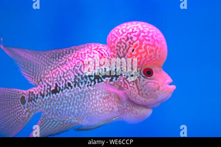 Cichlidés Flowerhorn poissons colorés nager dans l'aquarium. C'est un poisson d'ornement qui symbolise la chance du feng shui dans la maison Banque D'Images