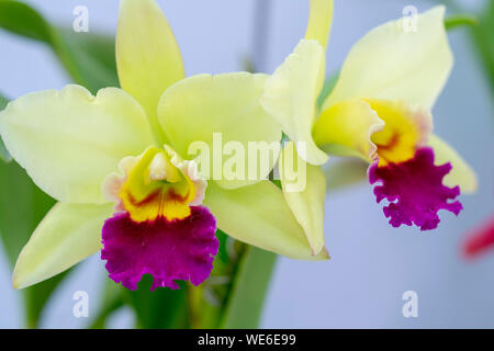 Cattleya Labiata fleurs fleurissent au printemps ornent la beauté de la nature Banque D'Images