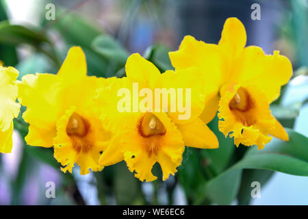 Cattleya Labiata fleurs fleurissent au printemps ornent la beauté de la nature Banque D'Images