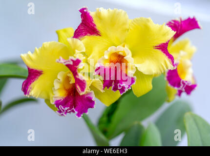 Cattleya Labiata fleurs fleurissent au printemps ornent la beauté de la nature Banque D'Images