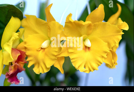 Cattleya Labiata fleurs fleurissent au printemps ornent la beauté de la nature Banque D'Images