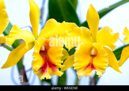 Cattleya Labiata fleurs fleurissent au printemps ornent la beauté de la nature Banque D'Images