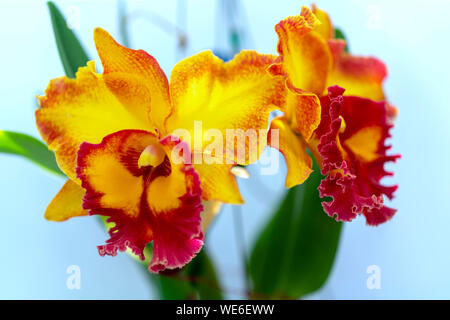 Cattleya Labiata fleurs fleurissent au printemps ornent la beauté de la nature Banque D'Images